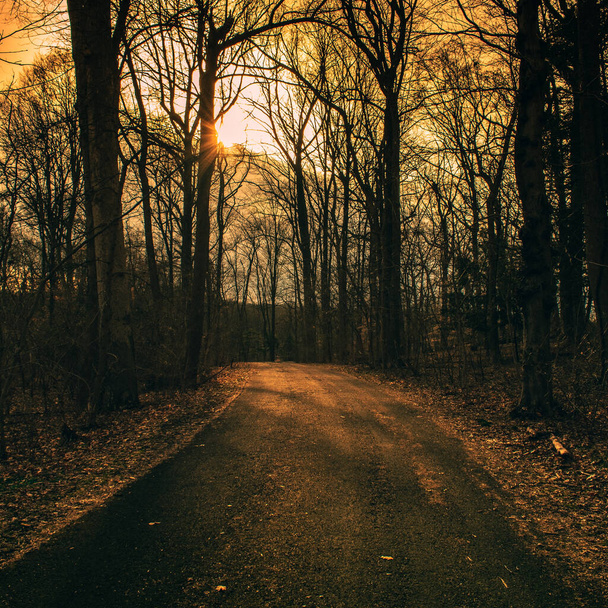 Шлях до чорного верху в сухих зимових лісах з яскравим помаранчевим заходом сонця позаду нього - Фото, зображення