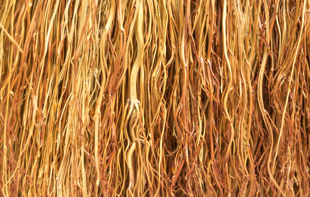 Bundle of thin withered twigs background, bunch of yellow branches texture, close up striped of broom, yellow brushwood, old dry shrub - Photo, Image