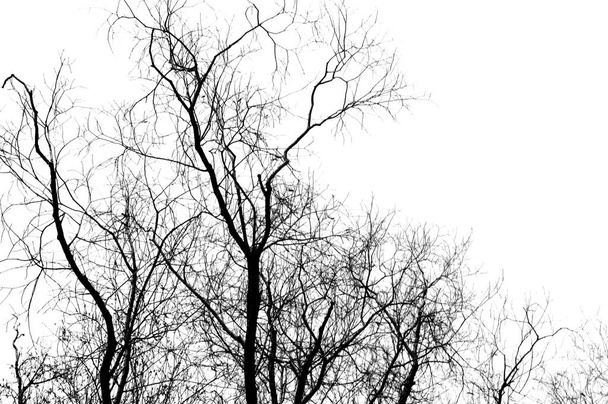 Siluetas de un árbol negro sin hojas sobre un fondo blanco, fotos negativas de ramas de árboles - Foto, Imagen