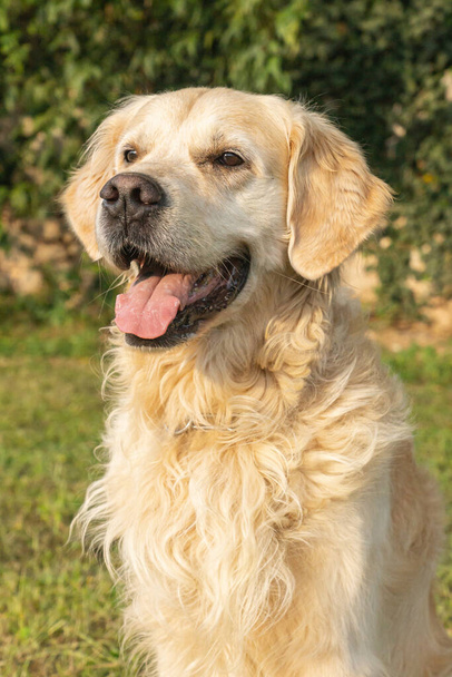 Приваблива чистокровна собака Золотого ретривера бачила на вулиці в літній день. - Фото, зображення