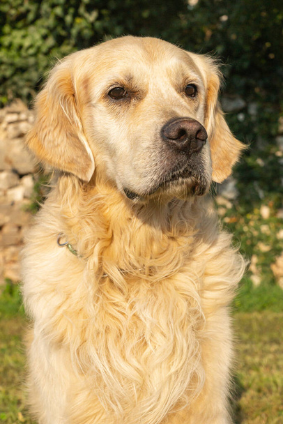 Přátelský čistokrevný krém zlatý retrívr pes viděný venku v letní den - Fotografie, Obrázek