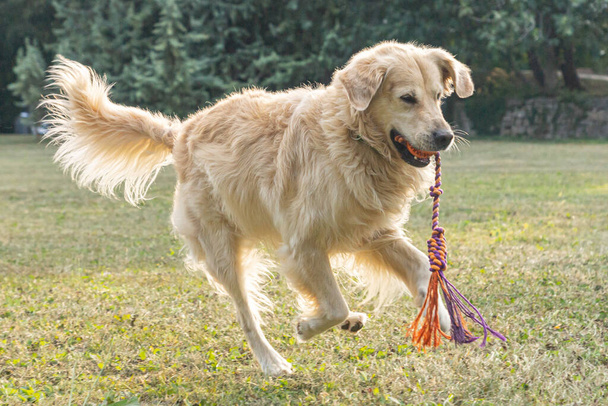Friendly purebred cream-colored Golden Retriever dog seen outdoors on a summer day - Photo, Image