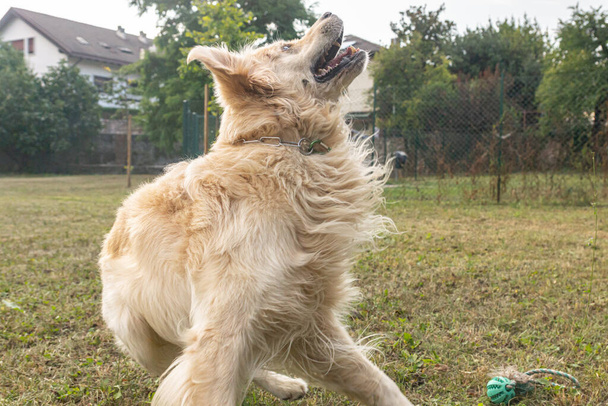 Přátelský čistokrevný krém zlatý retrívr pes viděný venku v letní den - Fotografie, Obrázek