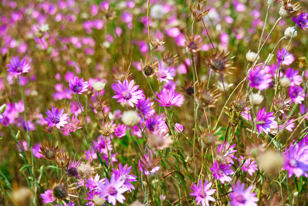 beautiful summer landscape with pink wild flowers - Photo, Image