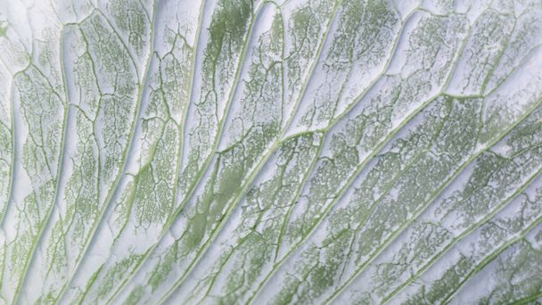 Leaf of ripe cabbage, close-up. Cabbage leaf texture background. - Photo, Image