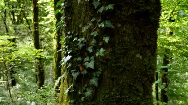 moss and crawling plants growing on the tree trunks in a forest - Video