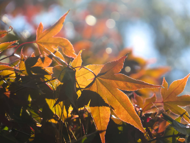 Orange Autumn Leaves Shining Under The Sunlight Background - Zdjęcie, obraz