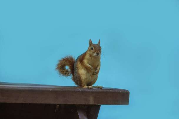 Wiewiórka siedzi na stole piknikowym i błaga o jedzenie. Karagol Izmir Turcja - Zdjęcie, obraz