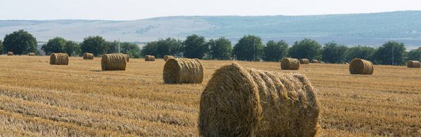 Field after harvest in the morning. Large bales of hay in a wheat field. - Photo, Image