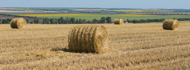 Поле после сбора урожая утром. Большие тюки сена на пшеничном поле. - Фото, изображение