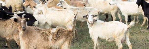 Кози їдять траву на пасовищі на фермі
. - Фото, зображення