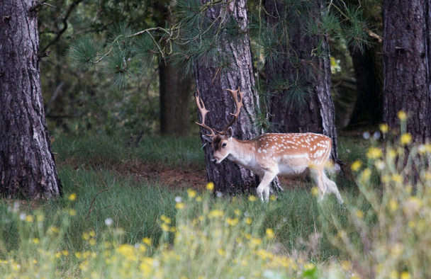 Ένα αρσενικό ελάφι (ελάφι) περπατά ήσυχα μέσα στο δάσος ψάχνοντας για φρέσκο χορτάρι. - Φωτογραφία, εικόνα