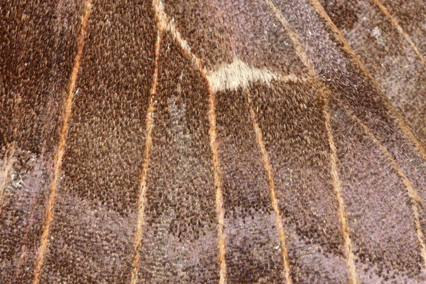 3 -ポプラの鷹蛾の羽の抽象的なテクスチャ。光沢のある翼のスケールのテクスチャと通気性をシンチレートします。スーパーマクロイメージを閉じる. - 写真・画像