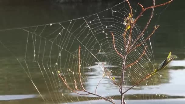 Small midges fall into the web - Footage, Video