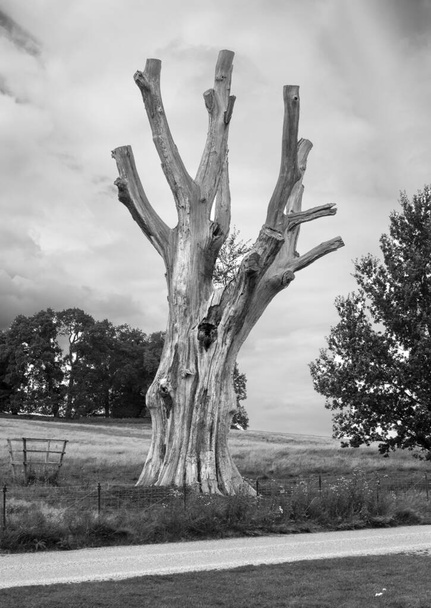 Ejemplo de árbol muerto sin vida - Foto, imagen
