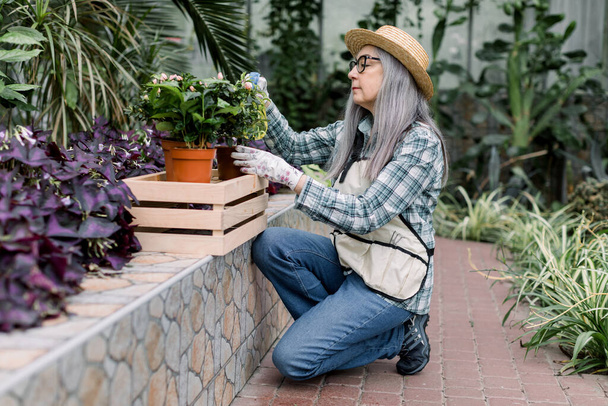 Horticulture concept. Portrait of smiling positive elderly female gardener working in beautiful greenhouse, watering flowerpots in wooden box with water sprayer - Фото, зображення