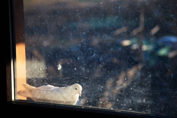 Mooie witte duif zittend buiten het raam achter het vuile glas, in het warme avondlicht - Foto, afbeelding