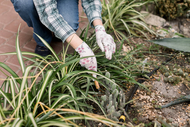 Cropped image of hands in gloves of female florist gardener wearing jeans and shirt, working with cacti in greenhouse, preparing young plants with tools for transplanting - Photo, Image