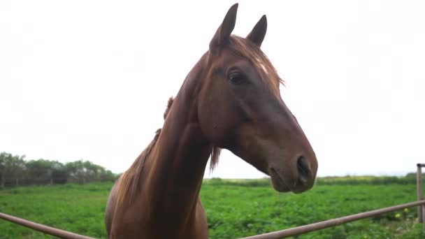 Kávés ló megkötözve egy íjjal a mezőn - Felvétel, videó