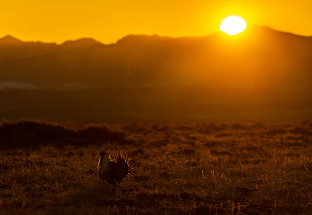 Una silhouette di gallo-salvia maggiore all'alba - Foto, immagini