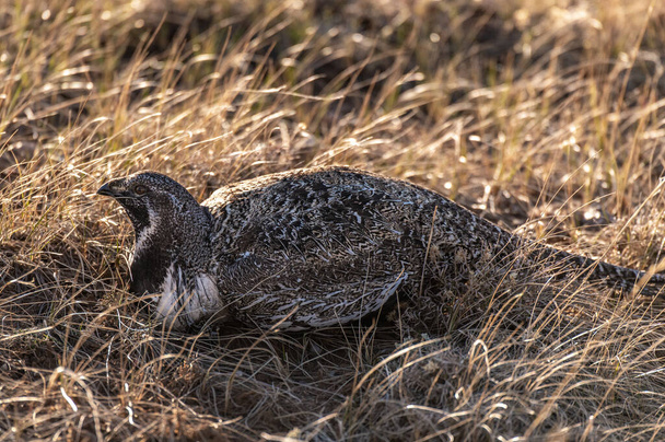 Un maschio ben nascosto Grande salvia-gallo su una passera in primavera - Foto, immagini