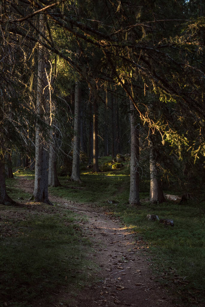 A magical forest lit by the sun - Fotoğraf, Görsel