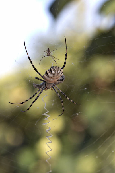 Close-up of the dorsal of a female Argiope Argentata (large) next to the male (small) in his spider web built between two trees in the field - Photo, Image