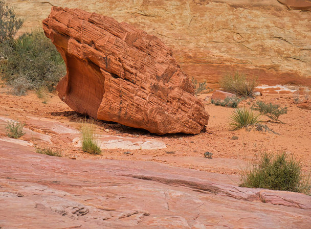 Un petit écureuil se tient devant un gros rocher brun - Photo, image