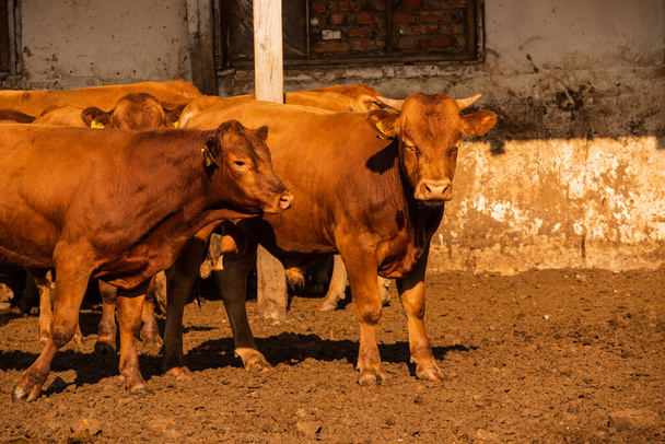 Toros limusina en una granja. Los toros de limusina pasan tiempo en la granja. Toros en la granja - Foto, Imagen