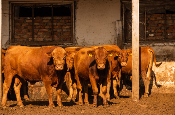 農場のリムジンの雄牛。リムジンの雄牛は農場で時間を過ごす。農場の牛だ - 写真・画像