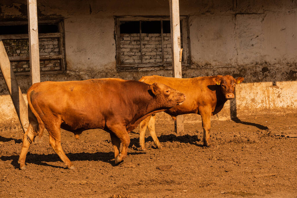 Limousine stieren op een boerderij. Limousine stieren brengen tijd door op de boerderij. Stieren op de boerderij - Foto, afbeelding