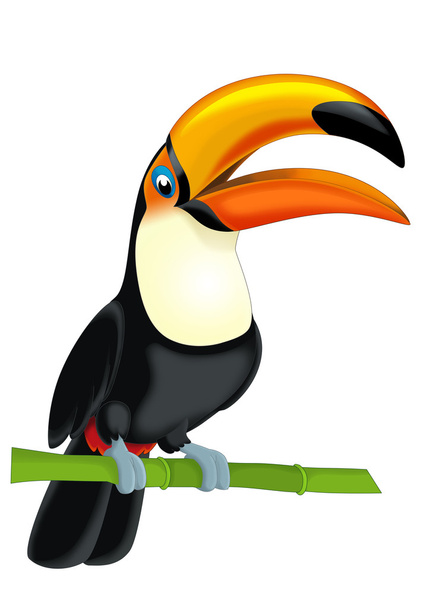 Toucan - Foto, afbeelding