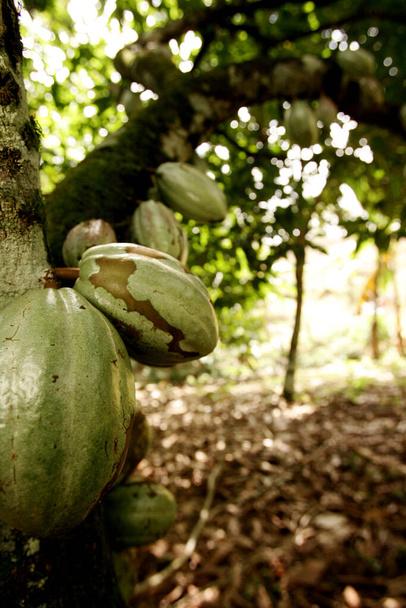 ilheus, Bahia / Brasilien - 18. August 2010: Kakaoplantage auf einer Farm in der Stadt Ilheus, im Süden Bahias. - Foto, Bild