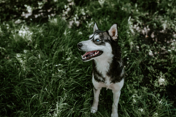 un perro de raza cáscara de ojos azules se sienta en la hierba verde - Foto, Imagen