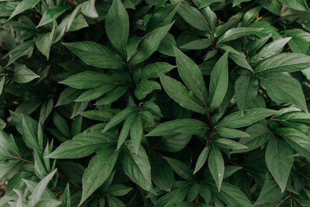 pared de fondo verde oscuro frondoso. hojas de peonía - Foto, Imagen