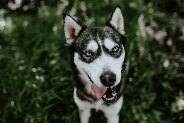 un chien de race husky aux yeux bleus est assis sur l'herbe verte - Photo, image