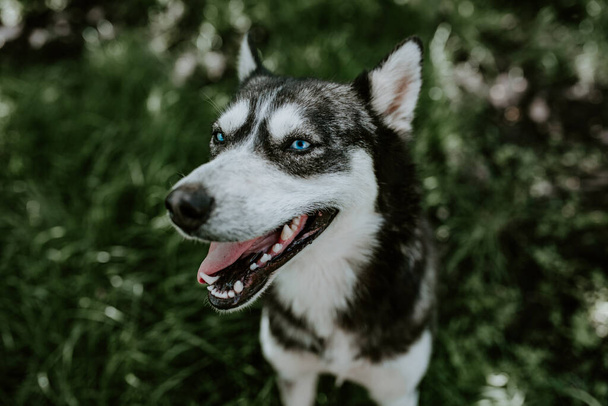 un cane di razza husky dagli occhi azzurri siede sull'erba verde - Foto, immagini