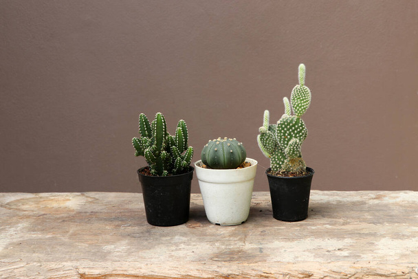 Three mini cactus in the black small pot on the wooden floor and brown background. It is a succulent plant with a thick, fleshy stem that typically bears spines, lacks leaves. - Foto, imagen