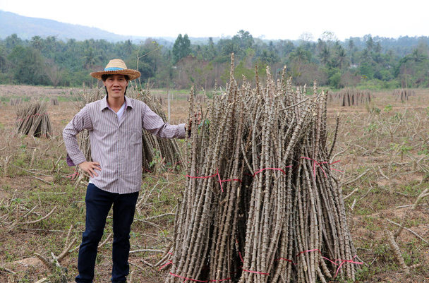 Uros viljelijä seisoo akimbo ja toisaalta kiinni raajan tapioca kasvi, joka leikkaa pinon yhteen cassava tilalla. - Valokuva, kuva