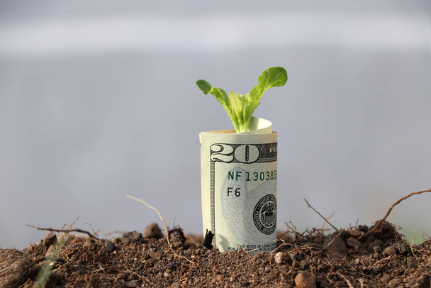 Rolled billete de veinte dólares de los Estados Unidos de América y las plantas jóvenes crecen desde el suelo. Concepto de crecimiento monetario o interés monetario. - Foto, Imagen
