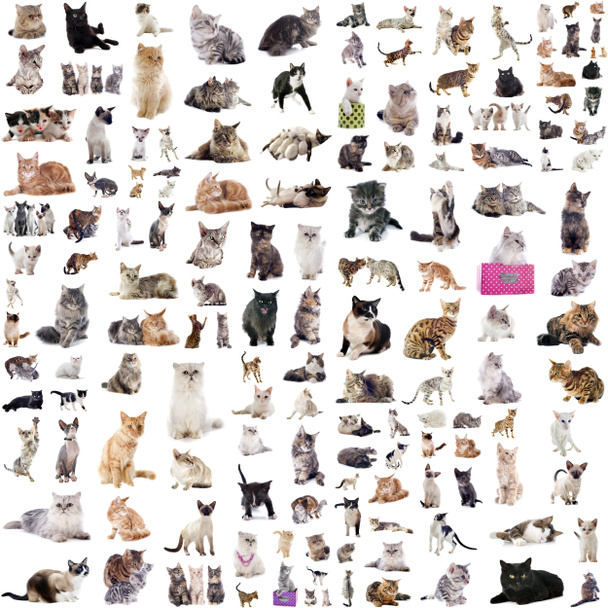 Grupa kotów - Zdjęcie, obraz