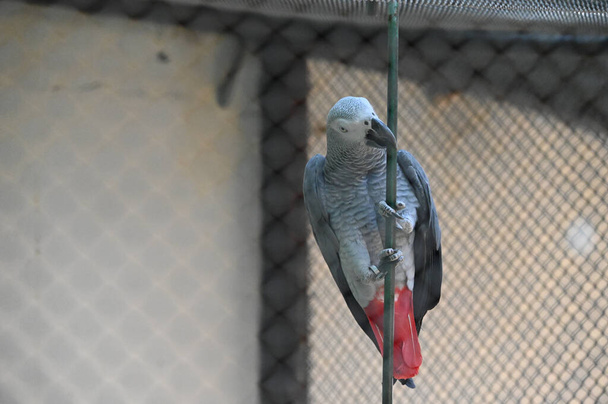 χαριτωμένο μικρό παπαγάλο στηρίζεται σε ραβδί στο ζωολογικό κήπο, κοντινή θέα  - Φωτογραφία, εικόνα