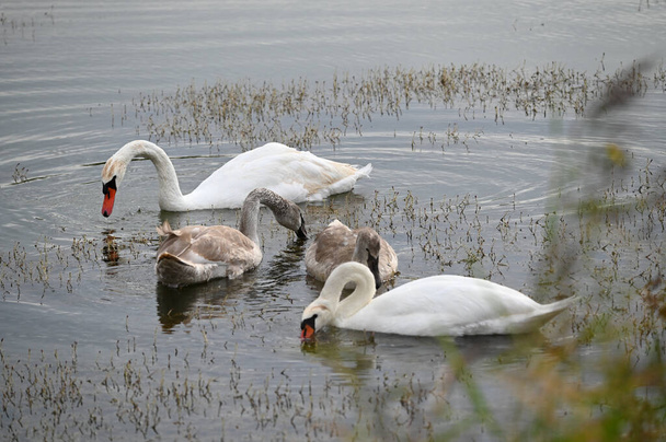 beautiful swans swimming on lake water surface at summer day  - Photo, Image