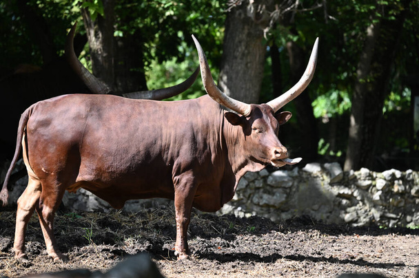 roztomilý býk odpočívá na zemi v zoo v slunečný den - Fotografie, Obrázek