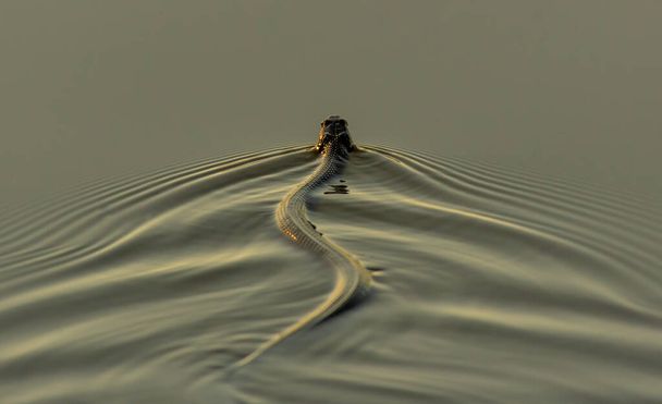 Un serpente acquatico del nord che nuota in uno stagno - Foto, immagini