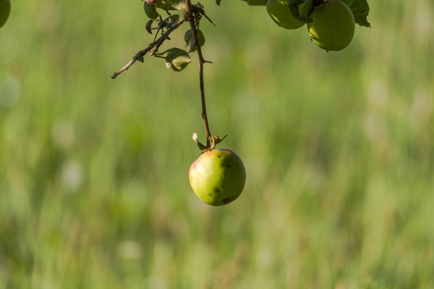 Ein einzelner Apfel hängt an einem Baum - Foto, Bild
