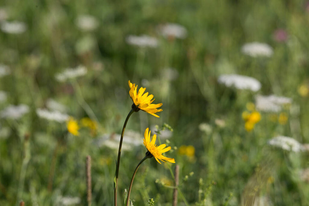 Arnica flowers in a wildflower meadow - Photo, Image
