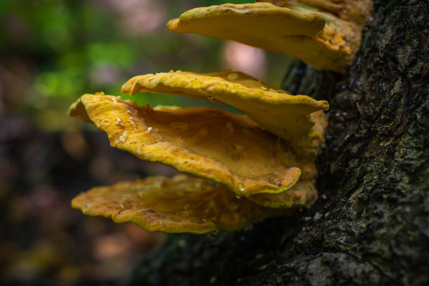 yellow tinder mushroom on a gray stump. - Photo, Image