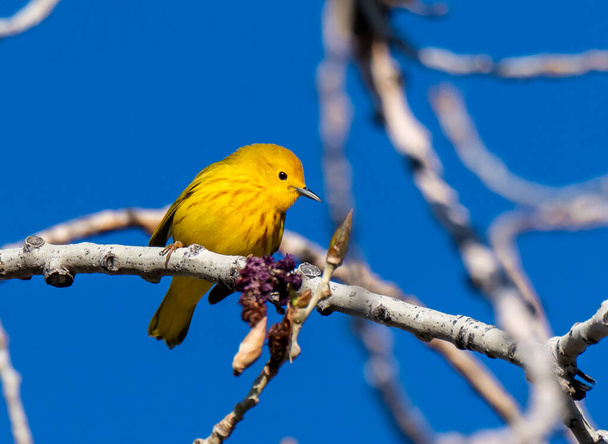 Un hermoso ruiseñor amarillo macho encaramado en una rama de árbol  - Foto, imagen