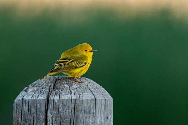Krásný žlutý Slavík usazený na kůlu u plotu za jarního rána - Fotografie, Obrázek